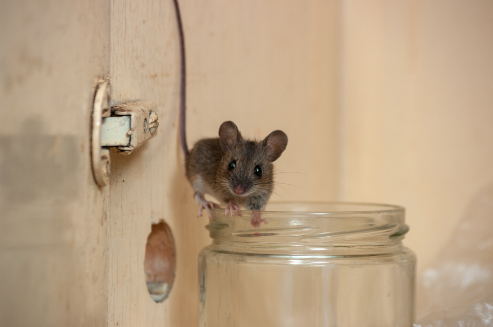 A small house mouse standing on the edge of a glass jar in a cabinet