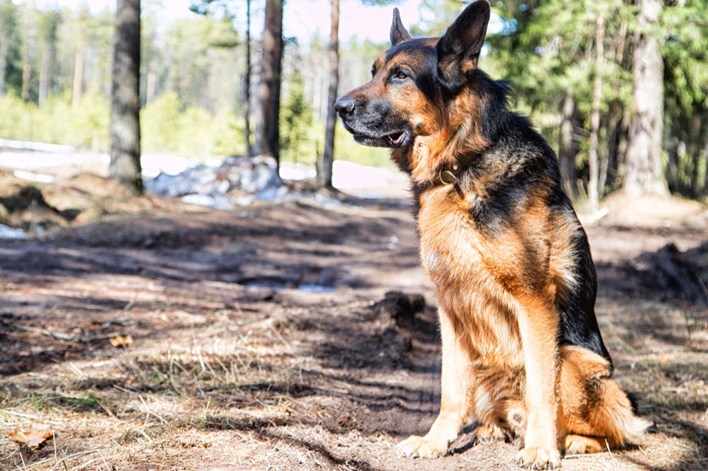 german shepherd