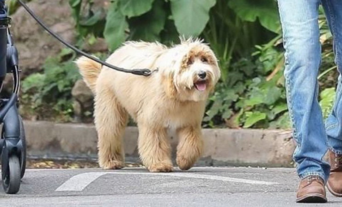 Bradley Cooper's dog Charlie