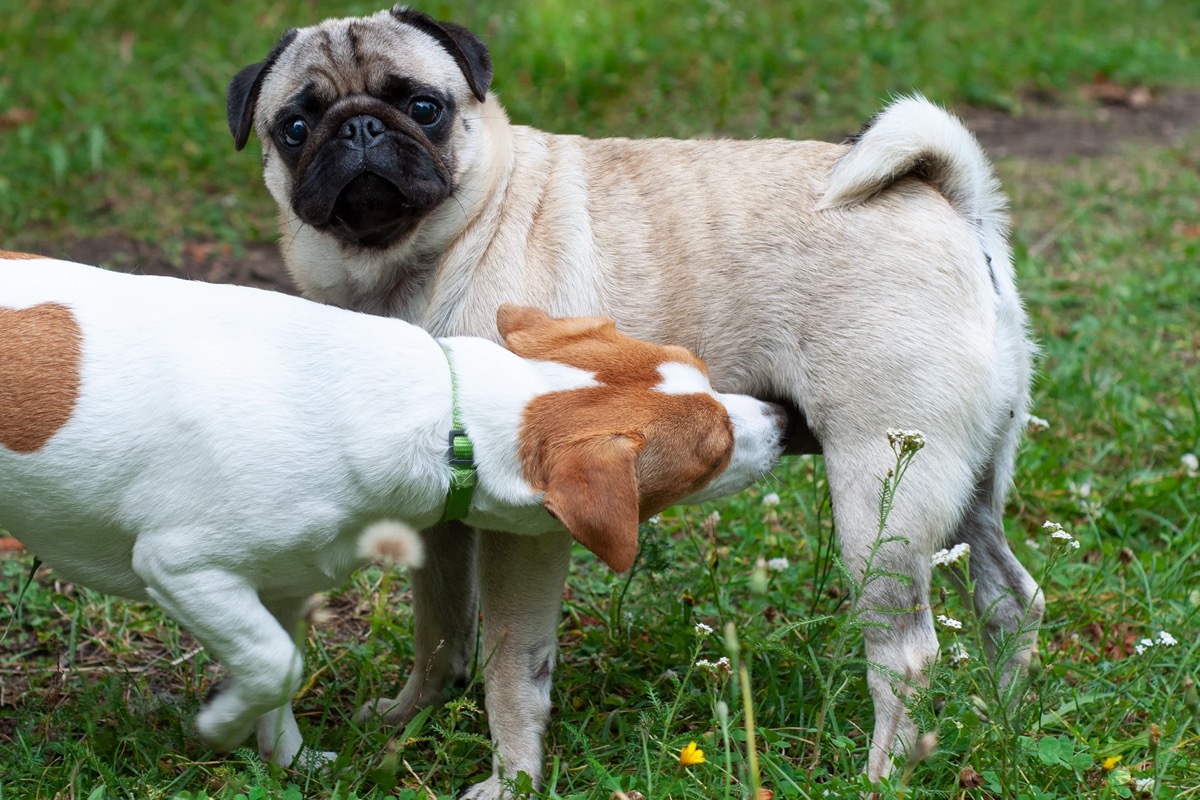 Jack Russel Terrier and Pug dog sniffing each other