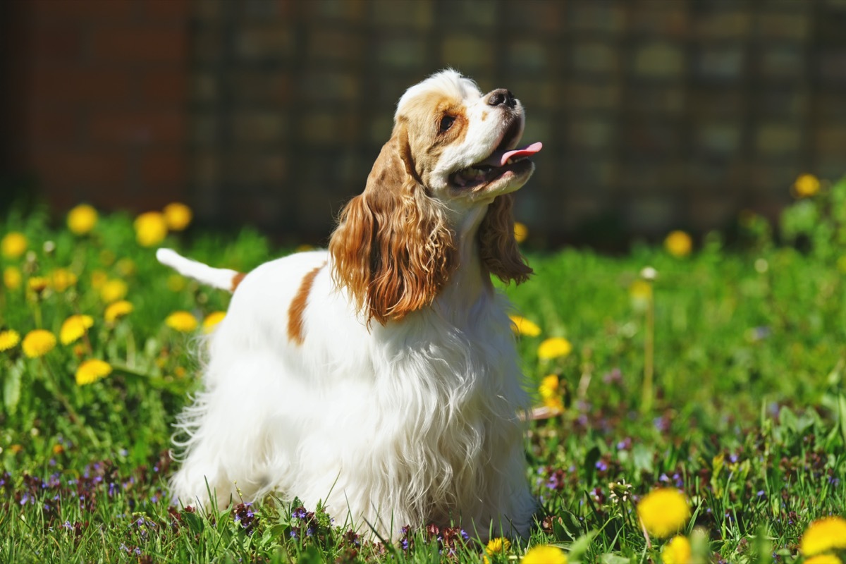 American Cocker Spaniel