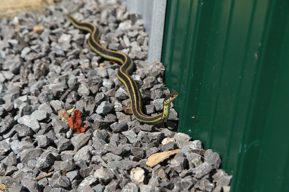 A snake on rocks outside a house trying to get into a basement