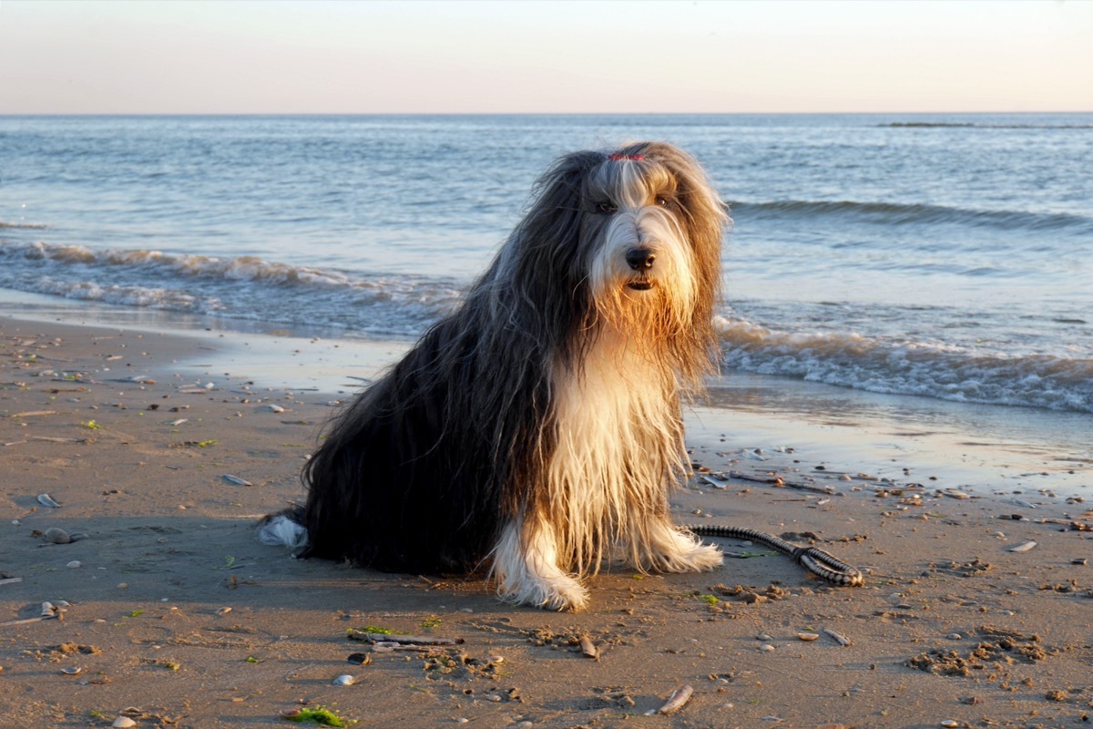 Bearded collie fluffiest dog breeds