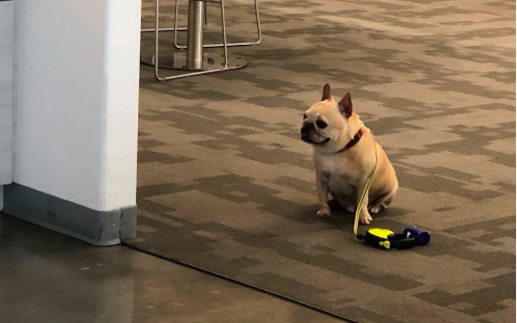 viral photo of a dog waiting outside a cafe for its human.