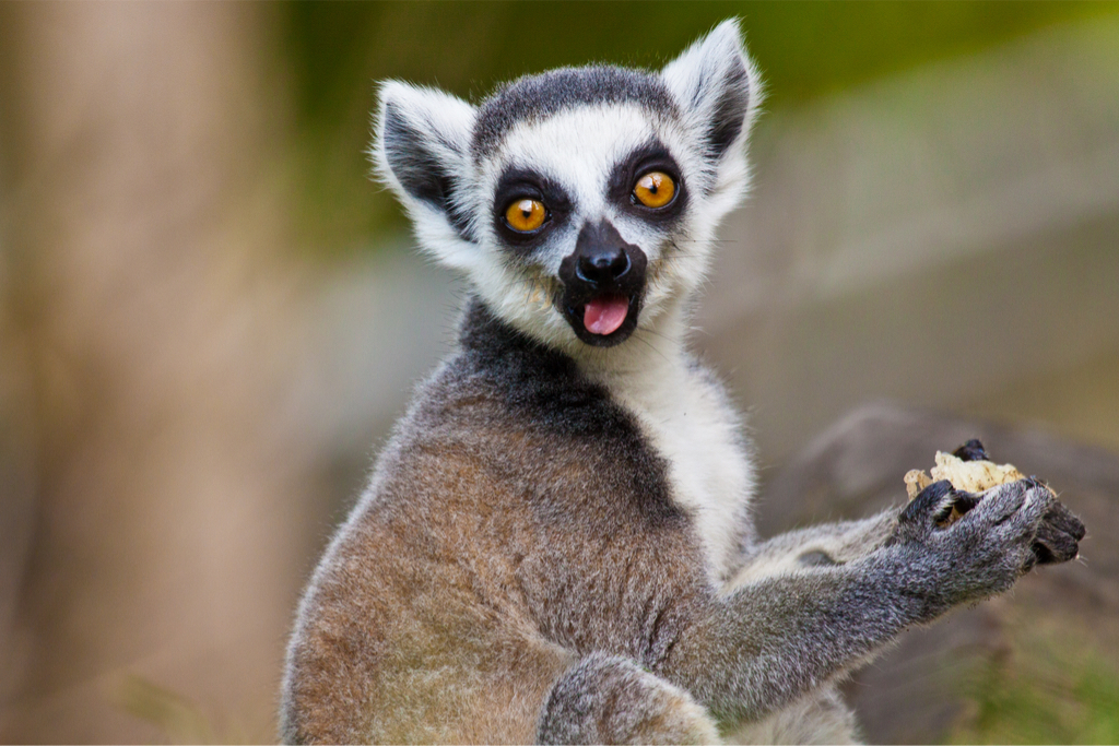 Lemur Eating