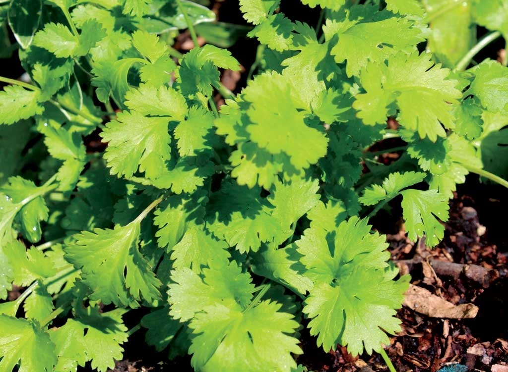 Cilantro