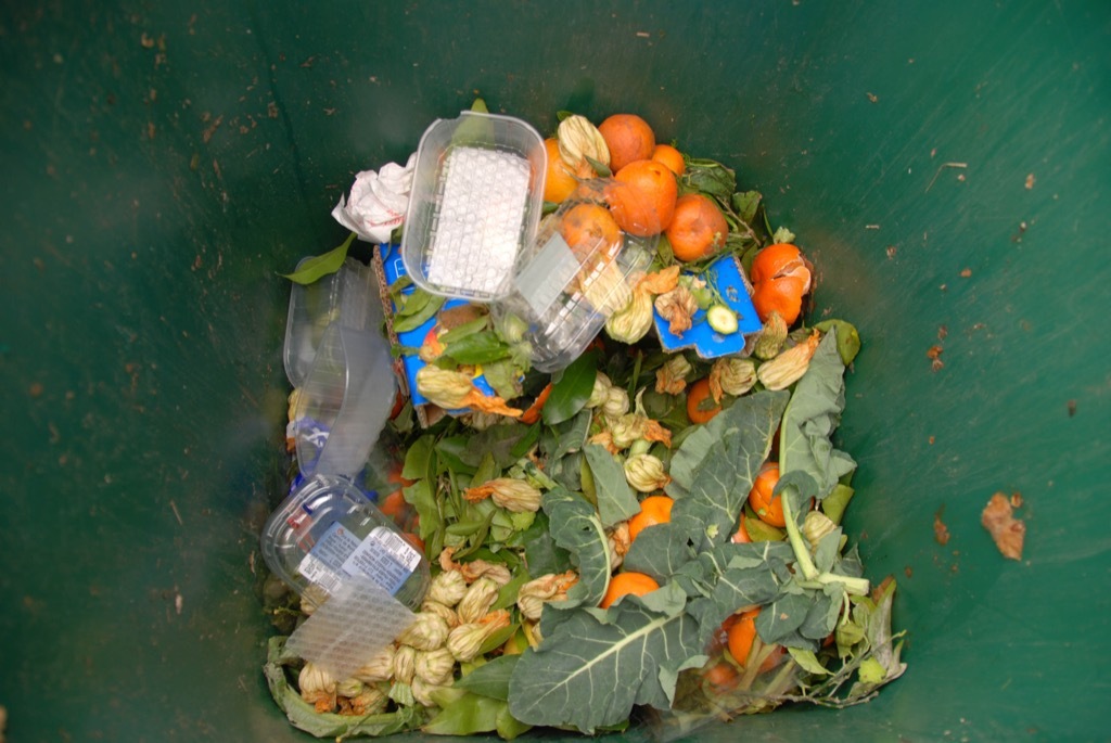 Bin with Food Waste Useful Random Facts