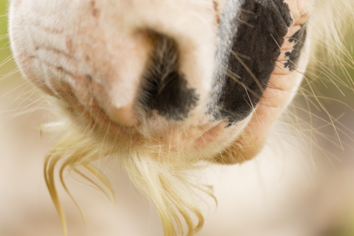 Horse with a mustache