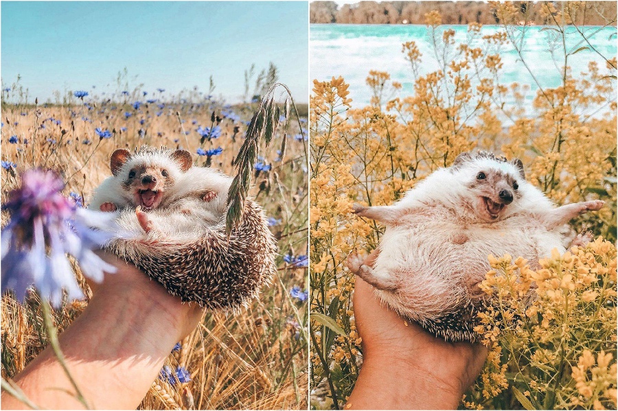 Photo shoot in the flowers | Mr Pokee The Hedgehog Will Make Your Day | Her Beauty