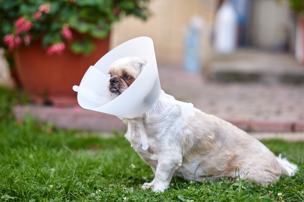 Dog wearing a cone of shame