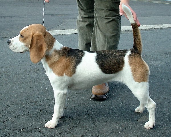 Image result for beagle