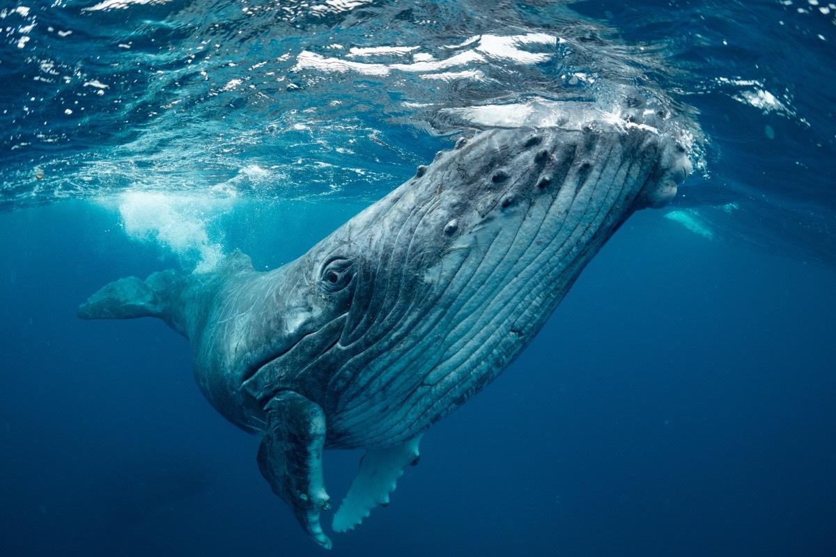 blue whale underwater