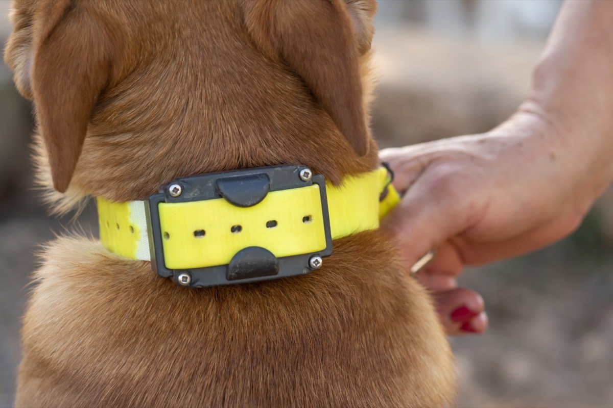 dog with shock collar woman grabbing