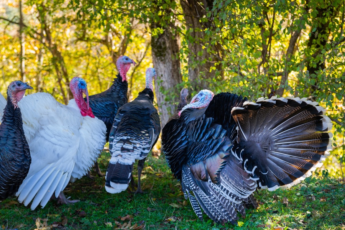 turkeys on grass