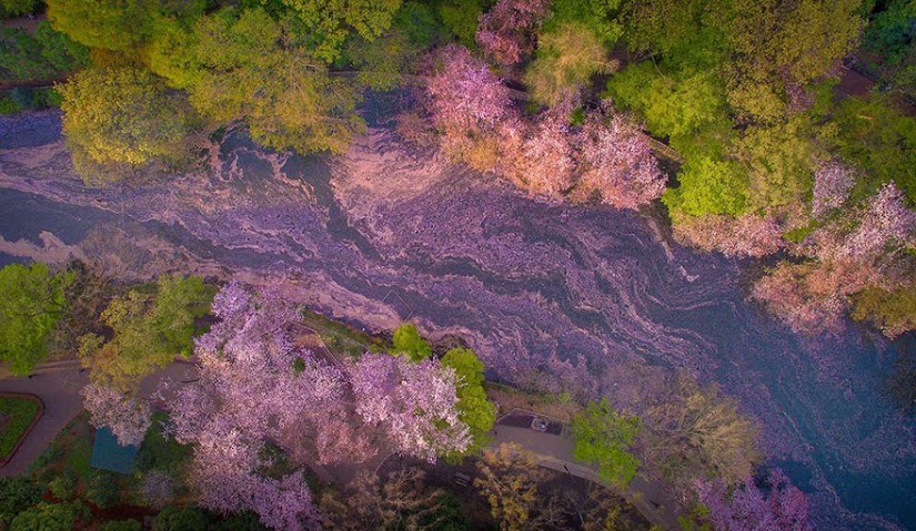 these-photos-of-japanese-cherry-blossoms-are-out-of-this-world-06