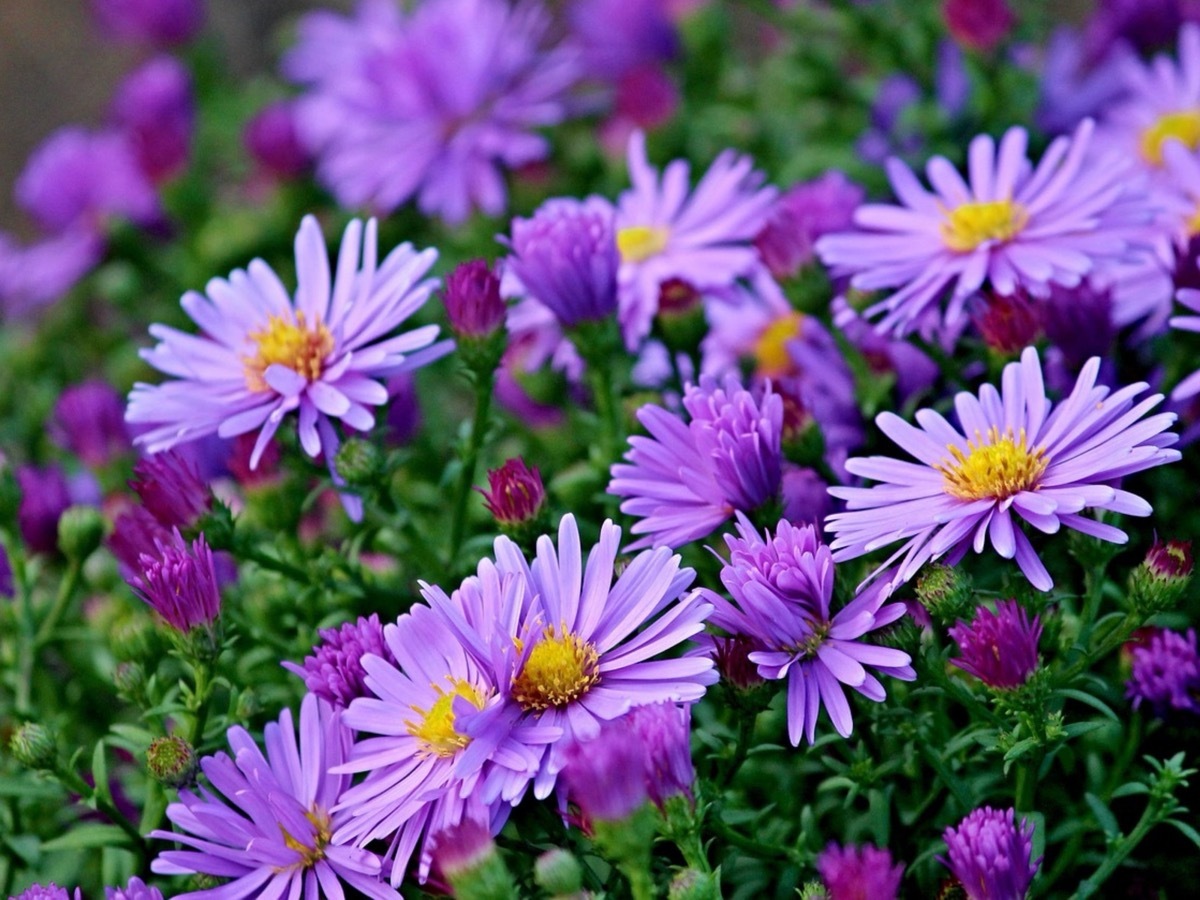 Aster