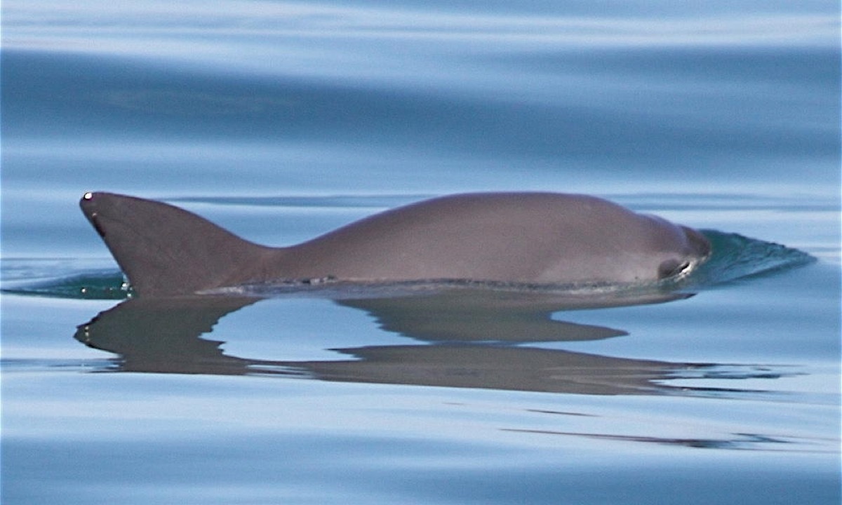 Vaquita Endangered