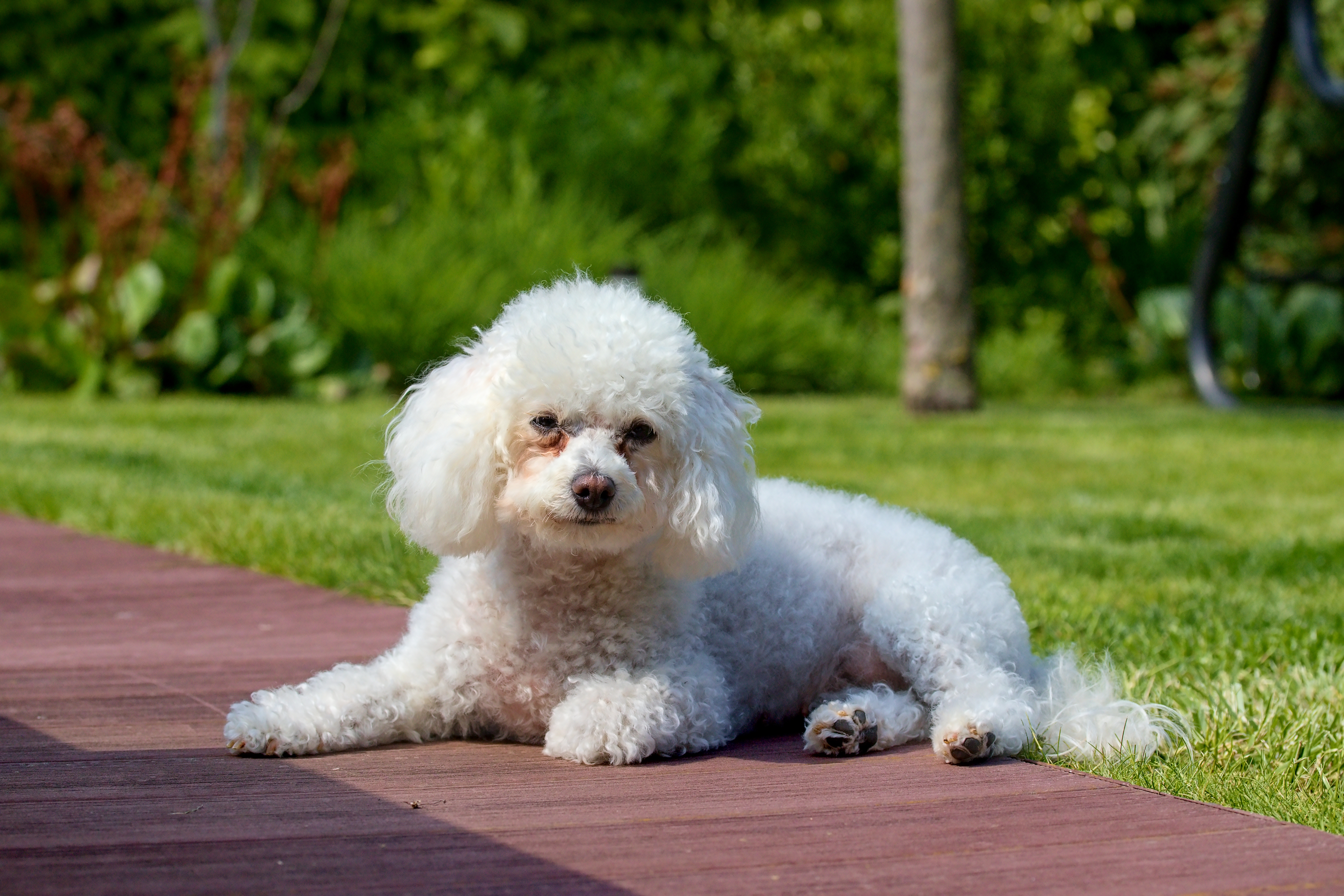 Bolognese dog outside