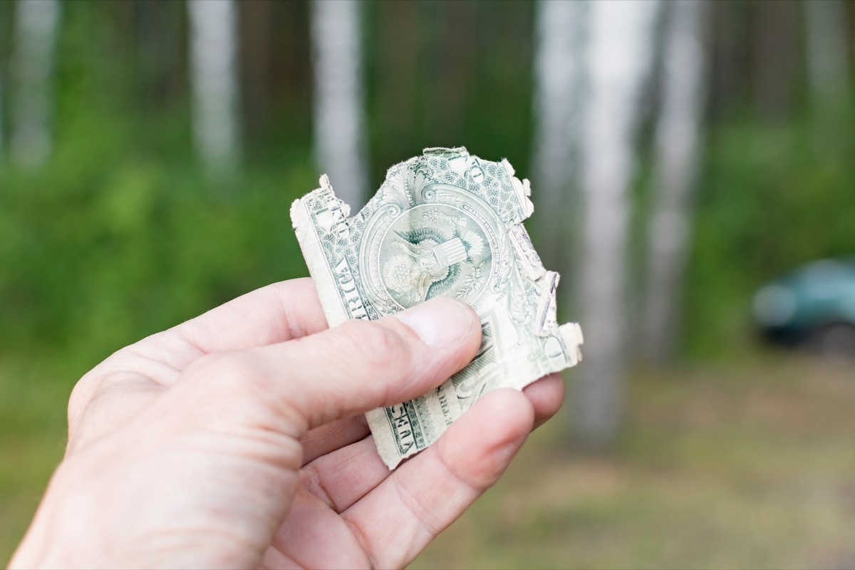 Torn half of a dollar bill in the hand of an adult