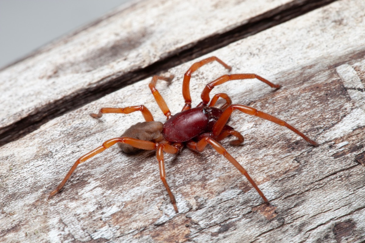 woodlouse spider or sowbug killer spider