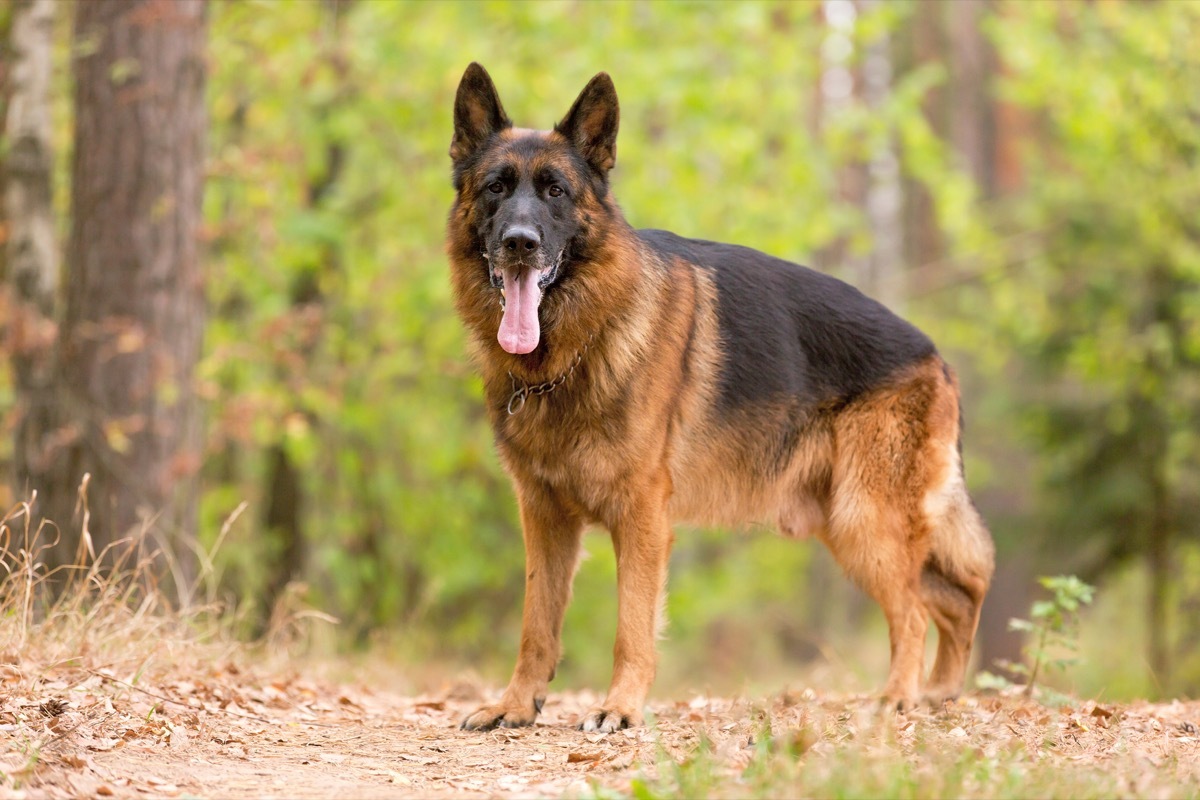 adult german shepherd