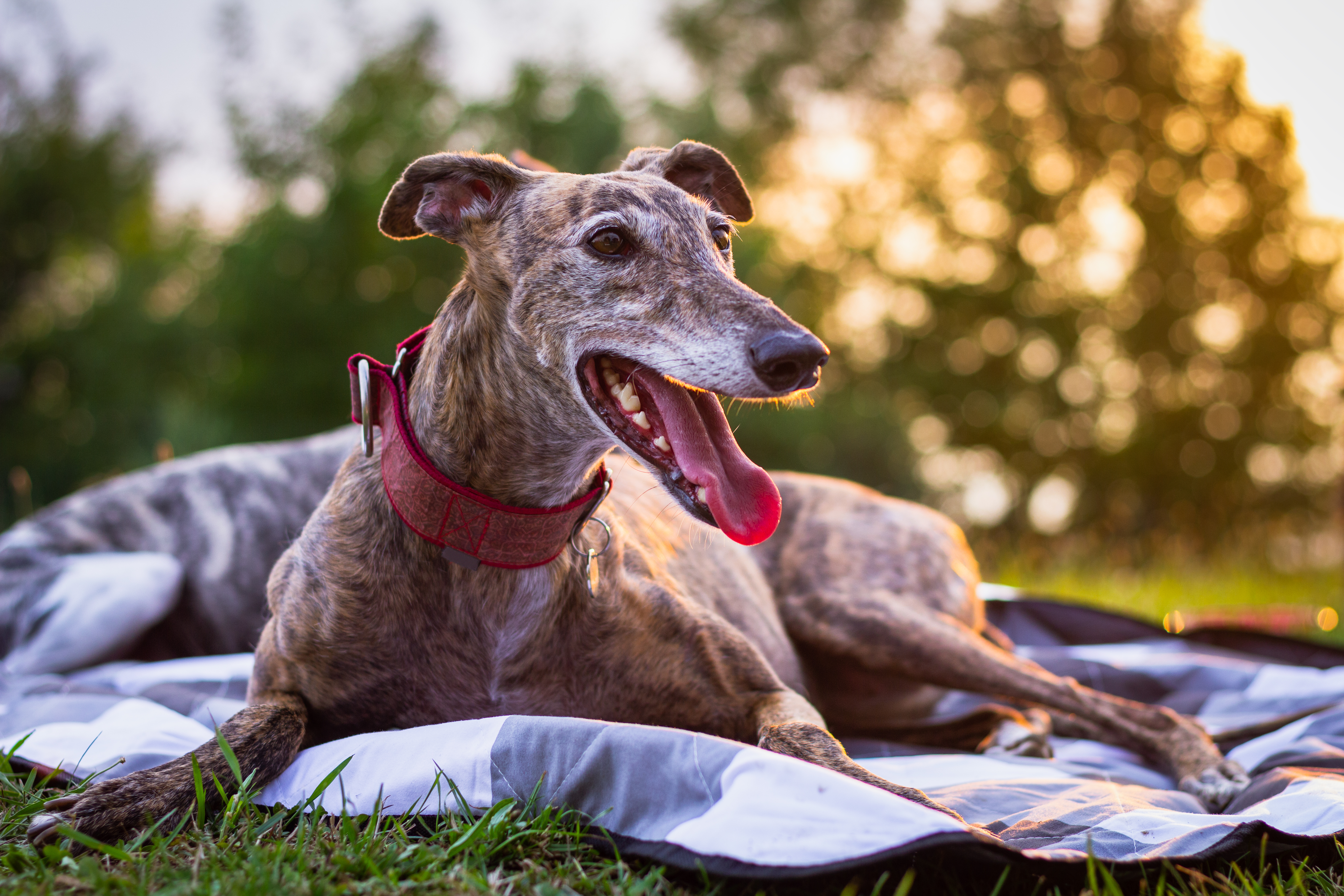 Spanish Galgo. Purebred dog at sunset