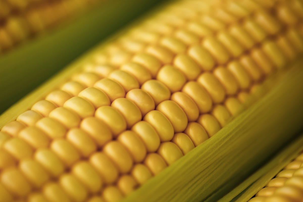 Fresh corn on cob in high resolution