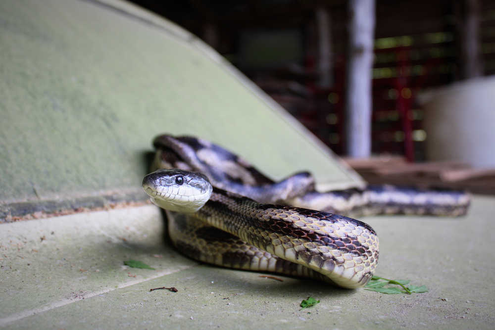 A snake on the hood of a car