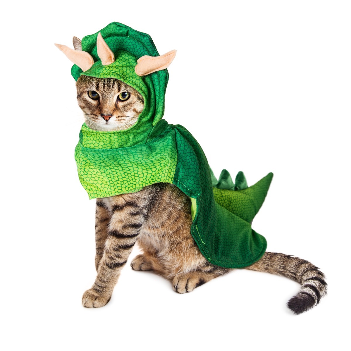 dinosaur kitten