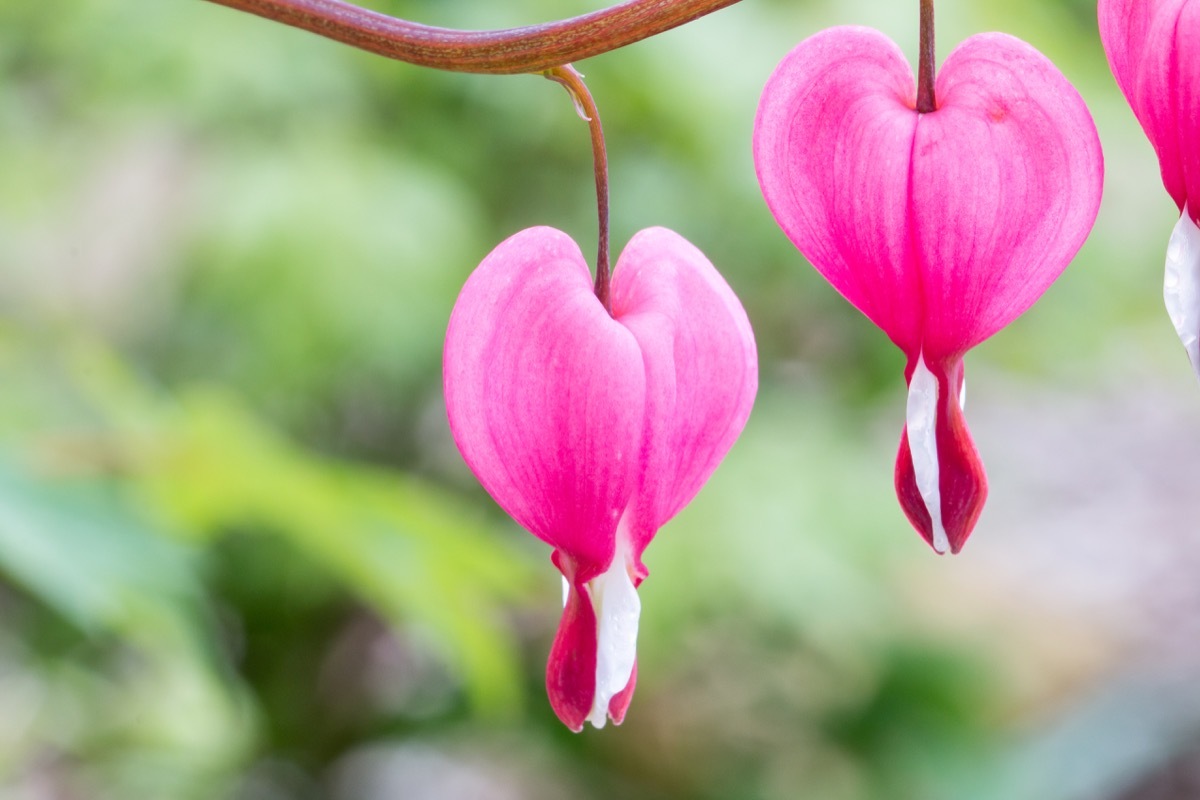 bleeding heart flower