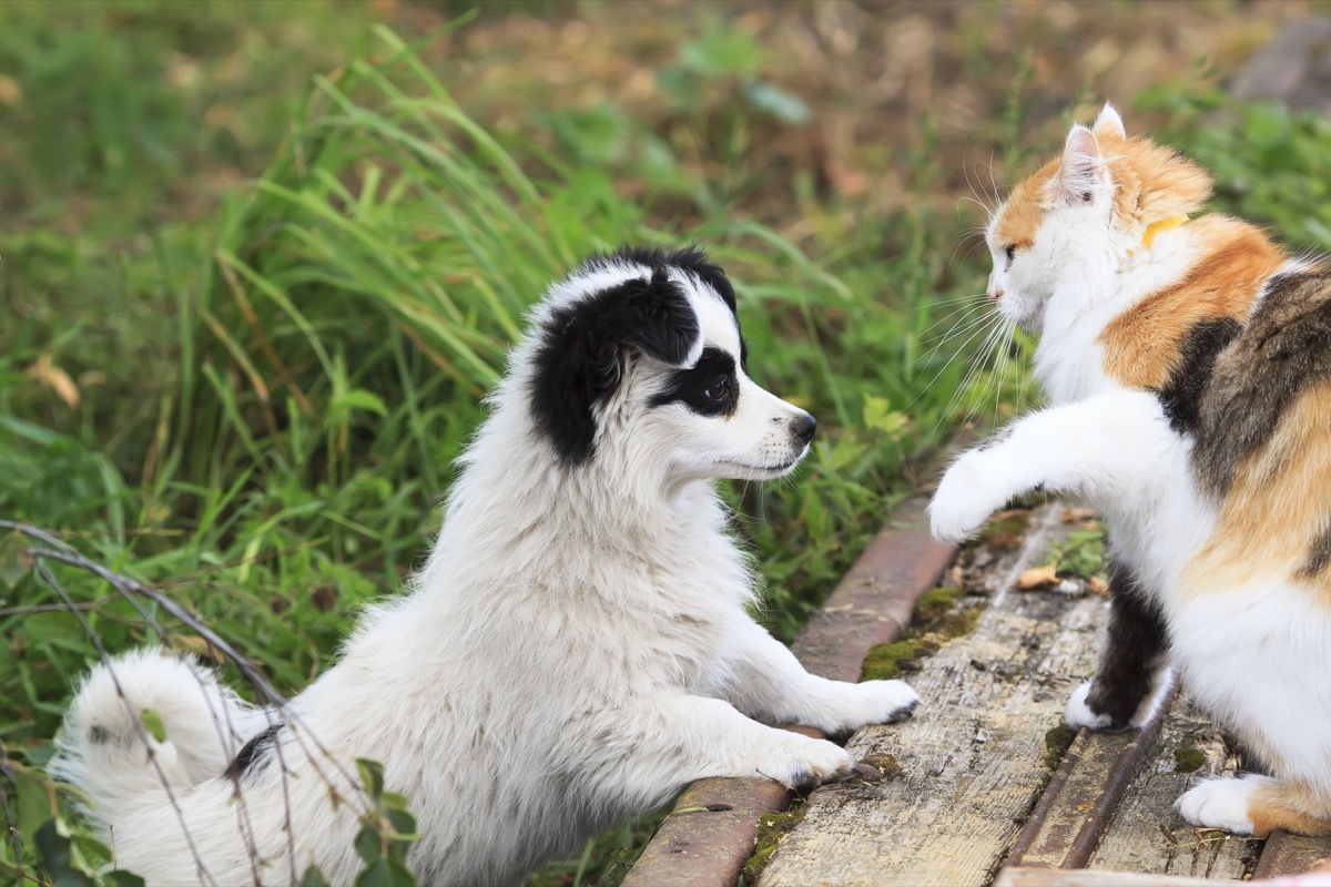 funny little puppy plays with cat on the street in the summer