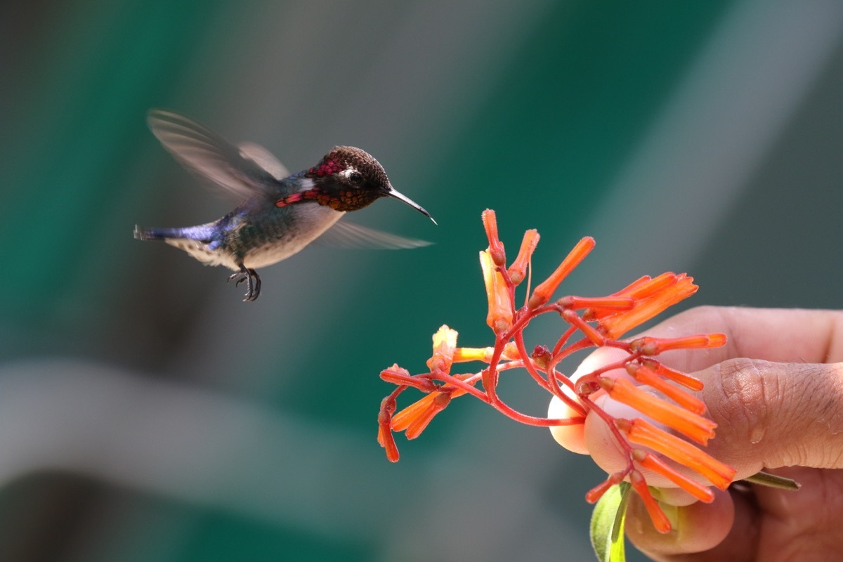 bee hummingbird, small insect, animal, random fun facts