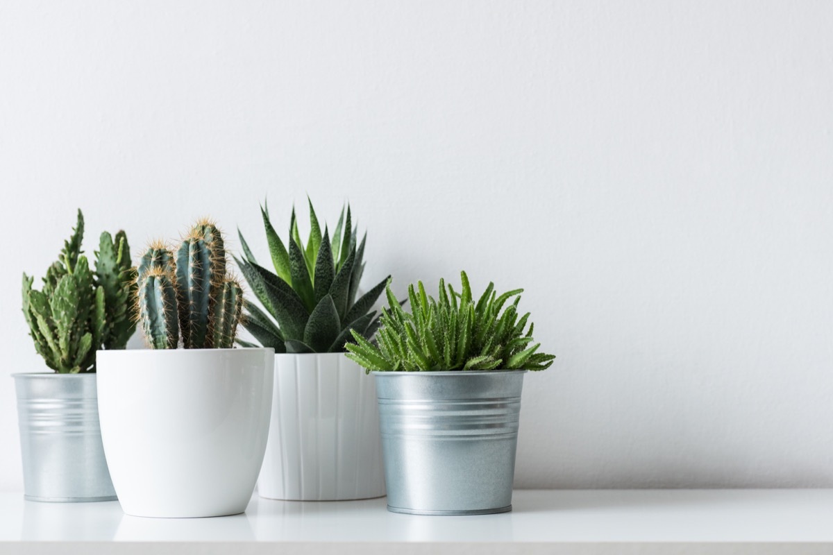 potted plants grouped together on shelf in home