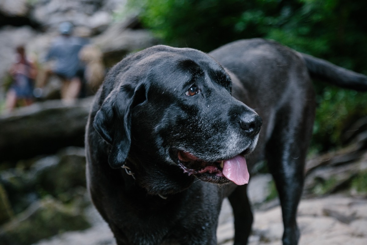 Mastiff Lab