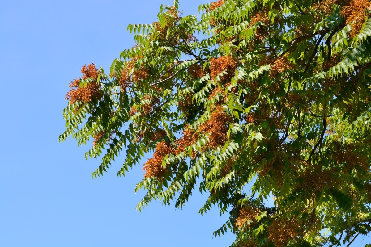 invasive tree of heaven plant