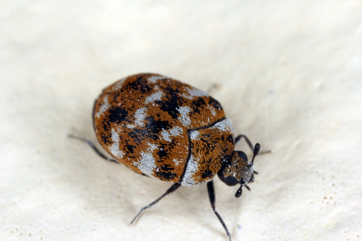 varied carpet beetle on white background