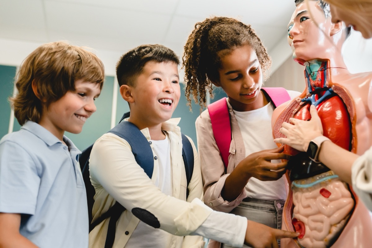 school kids learning about the internal organs and other trivia questions for kids