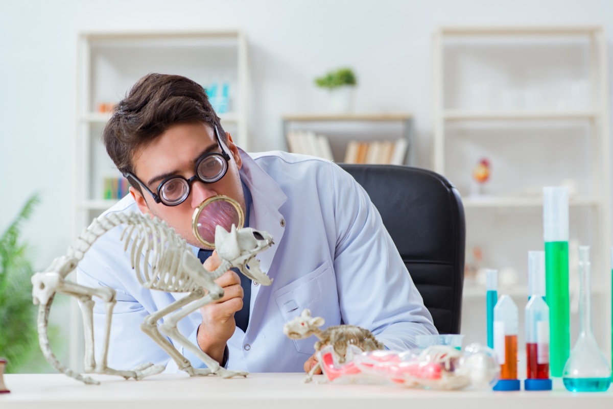 a scientist in a lab inspecting a lizard skeleton