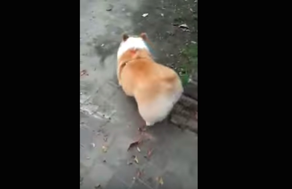 corgis have an adorable walk