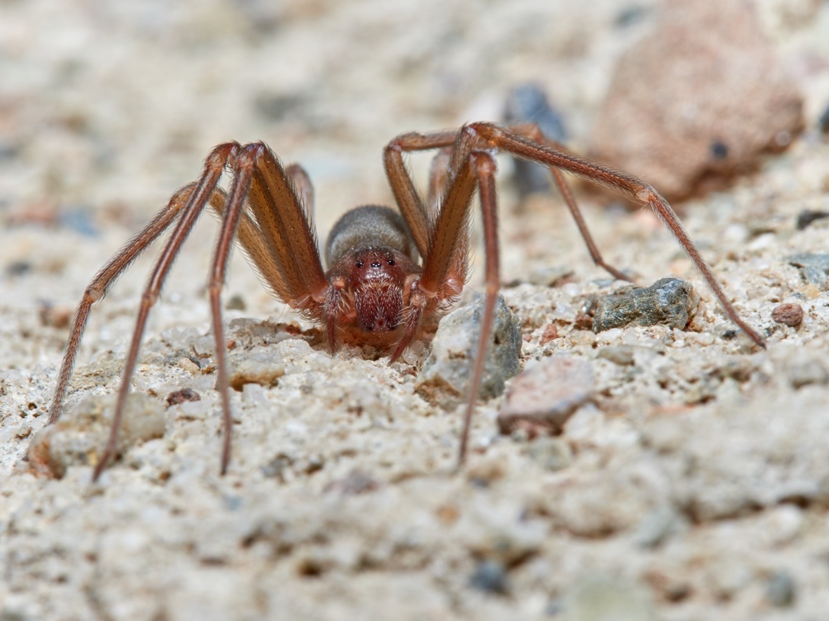 Mediterranean recluse spider