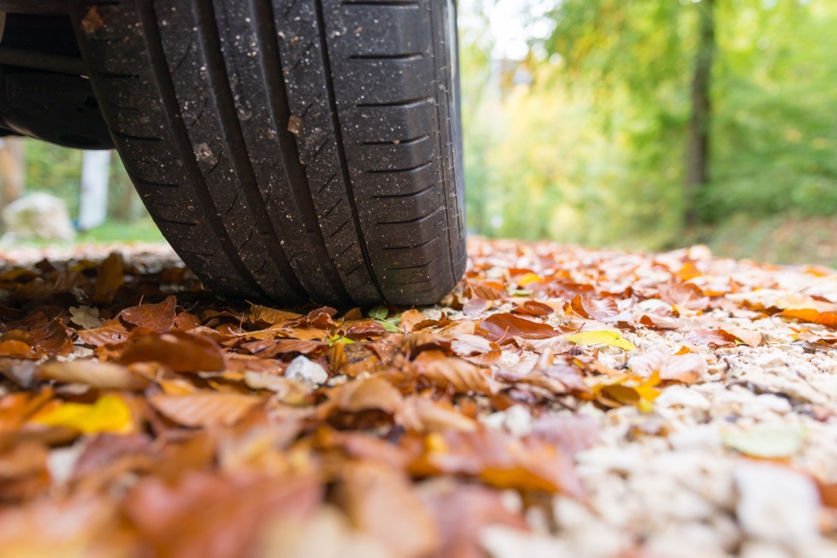 wet leaves on road