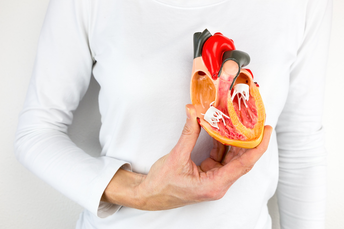 Woman holding inside of heat medical model