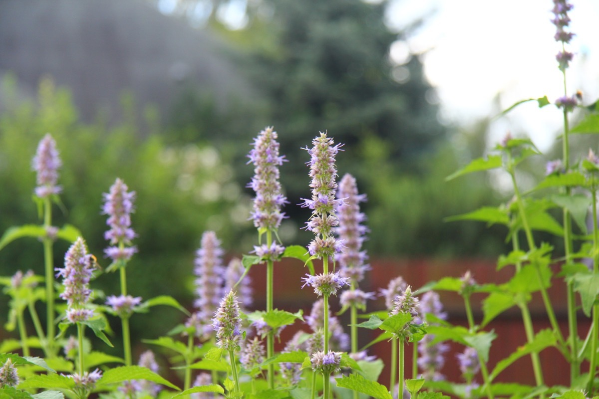 patchouli with flowers in the summer