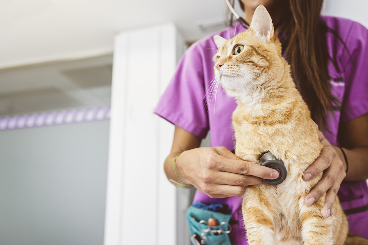 Close up of an orange cat being examined by a female vet wearing purple scrubs