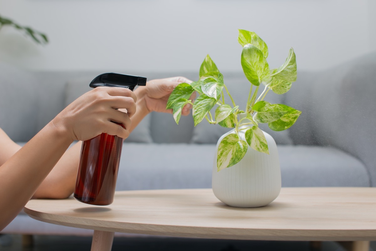 woman spraying houseplant with spray bottle