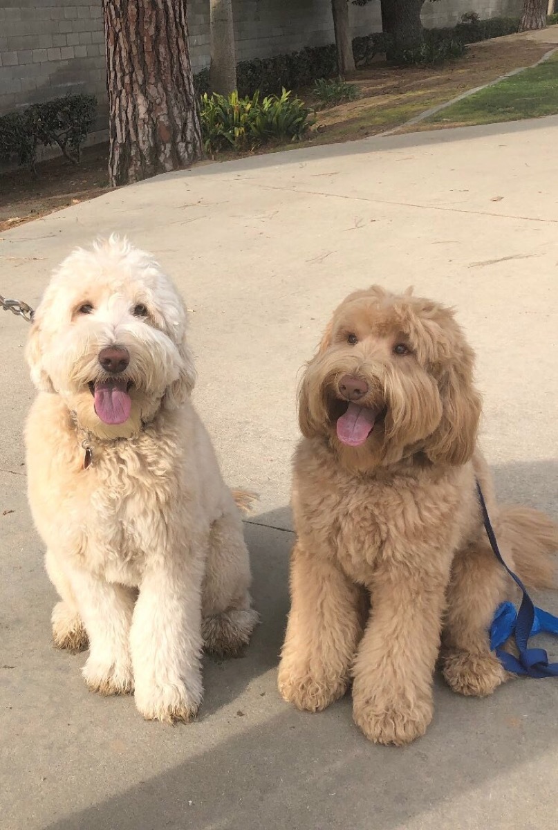 Dog Siblings {Animal Stories}