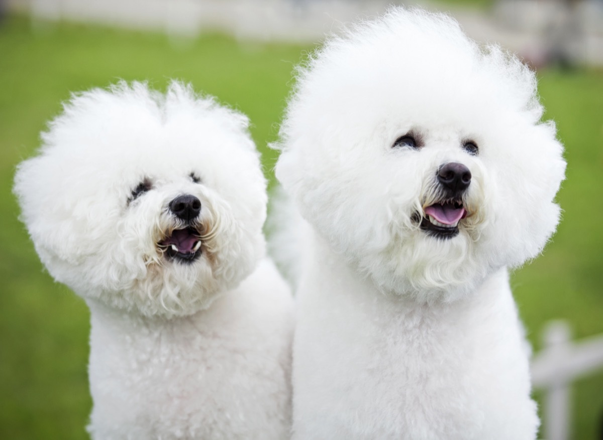 Bichon Frise dog breed fluffiest dog breeds