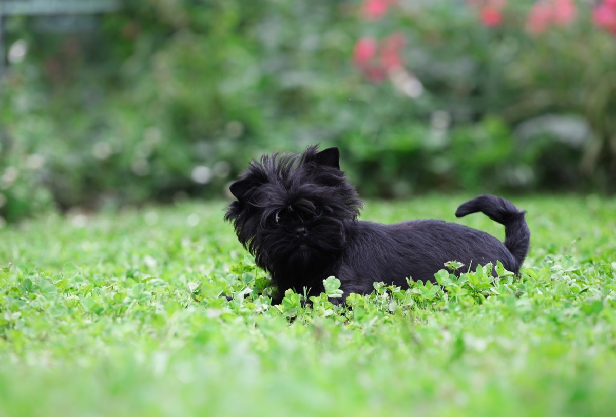 Affenpinscher