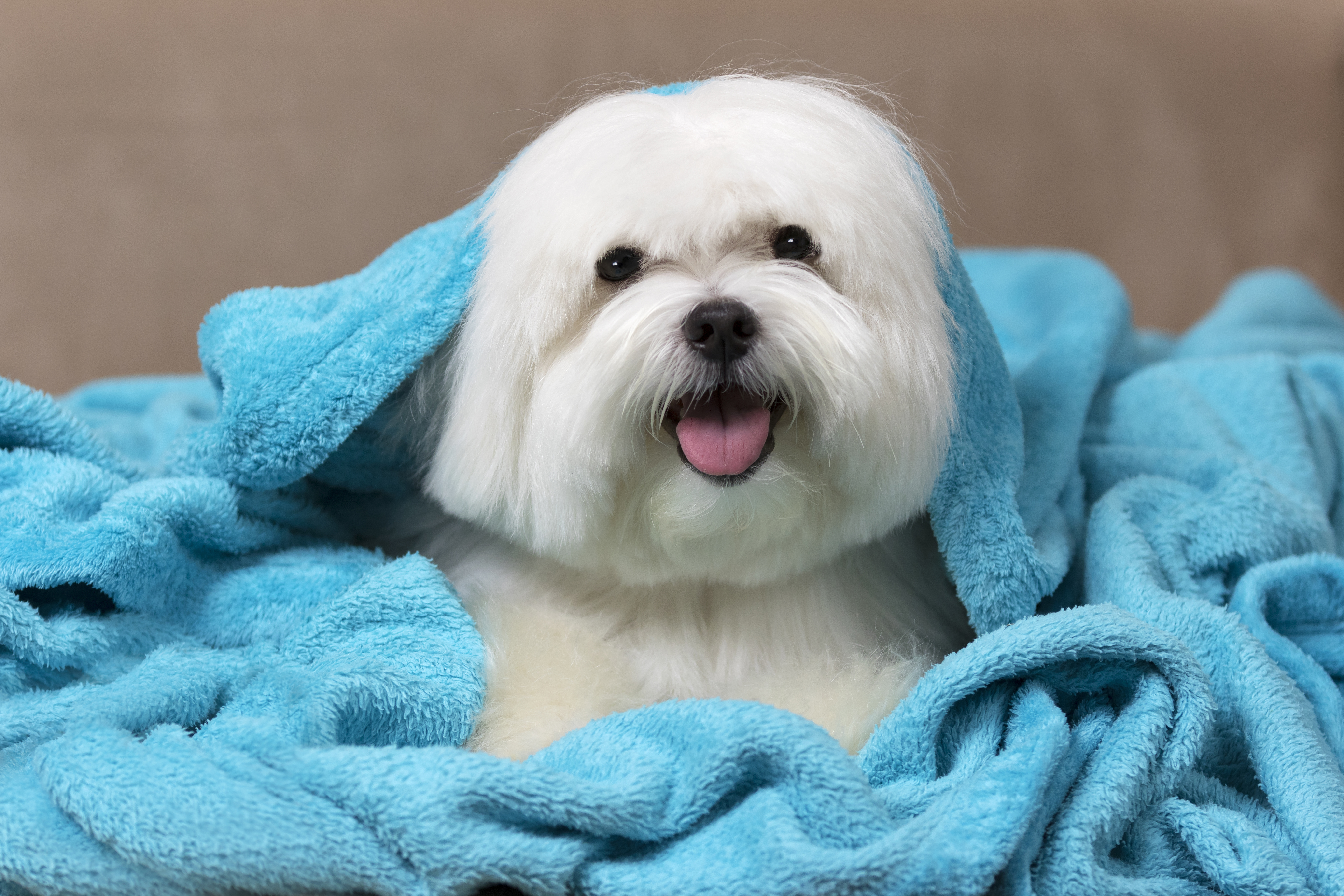 maltese dog wrapped in a blanket