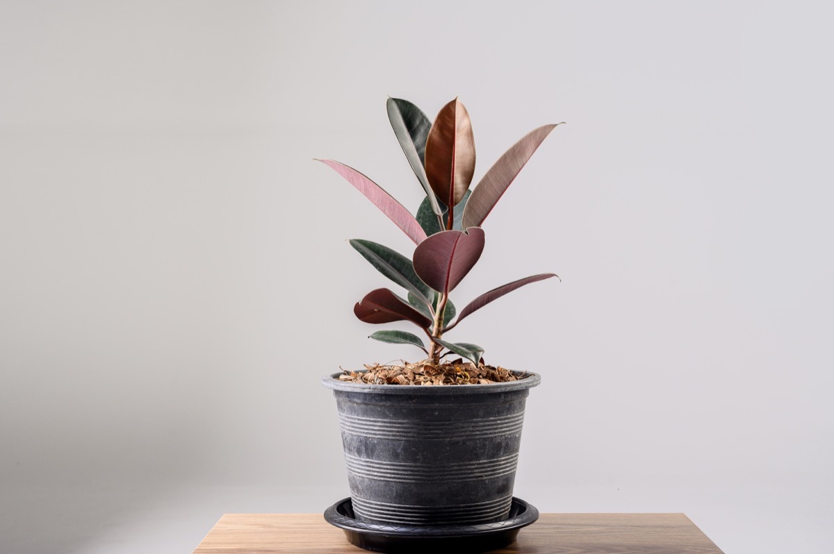 Rubber Plant. India Rubber Fig tree isolated on gray background. Red tree Rubber.